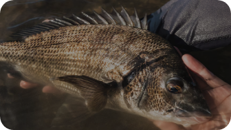 BREAM