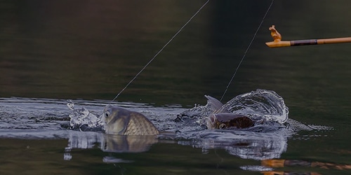 HERA・CARP