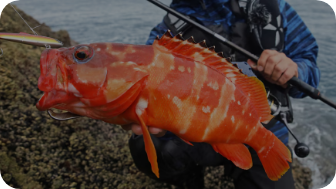 ROCK FISH