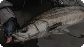 SEA BASS