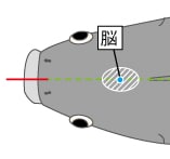 脳の位置は、魚を横から見たときは、目の上端の後ろと側線のあいだにある。魚を上、または正面から見るとみけんの間が目安になる。