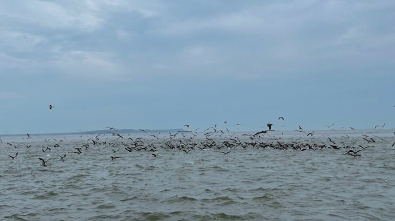 ナブラに海鳥が集まって鳥山ができることもある