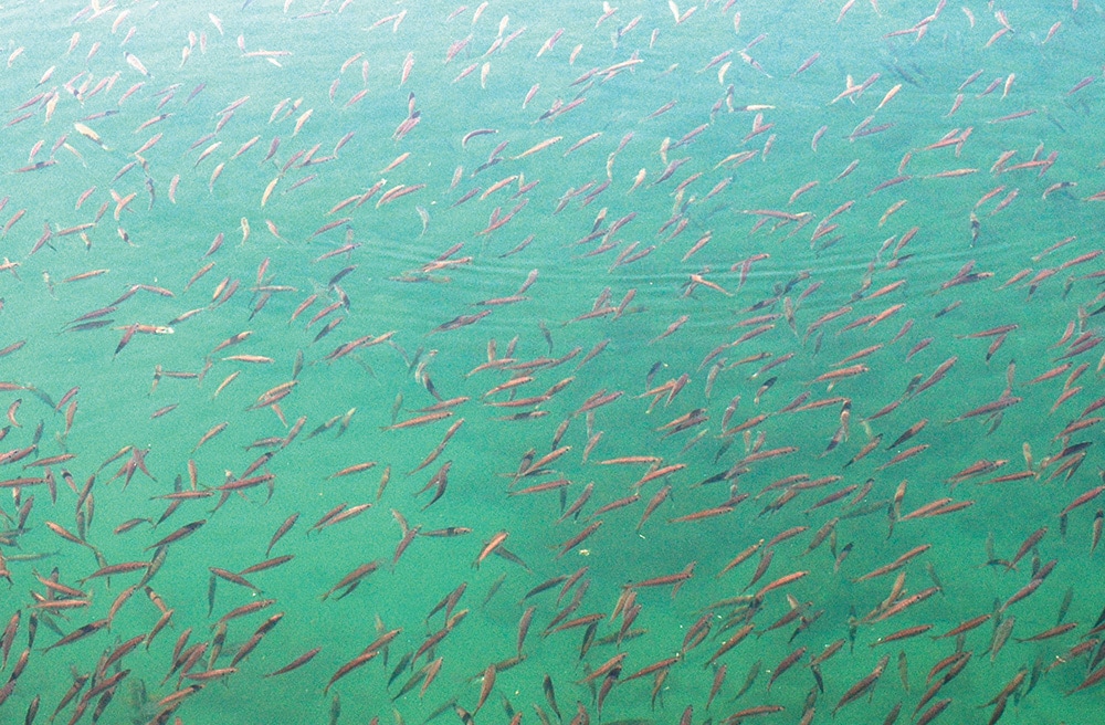 潮目付近には多くのプランクトン、小魚が集まってくる