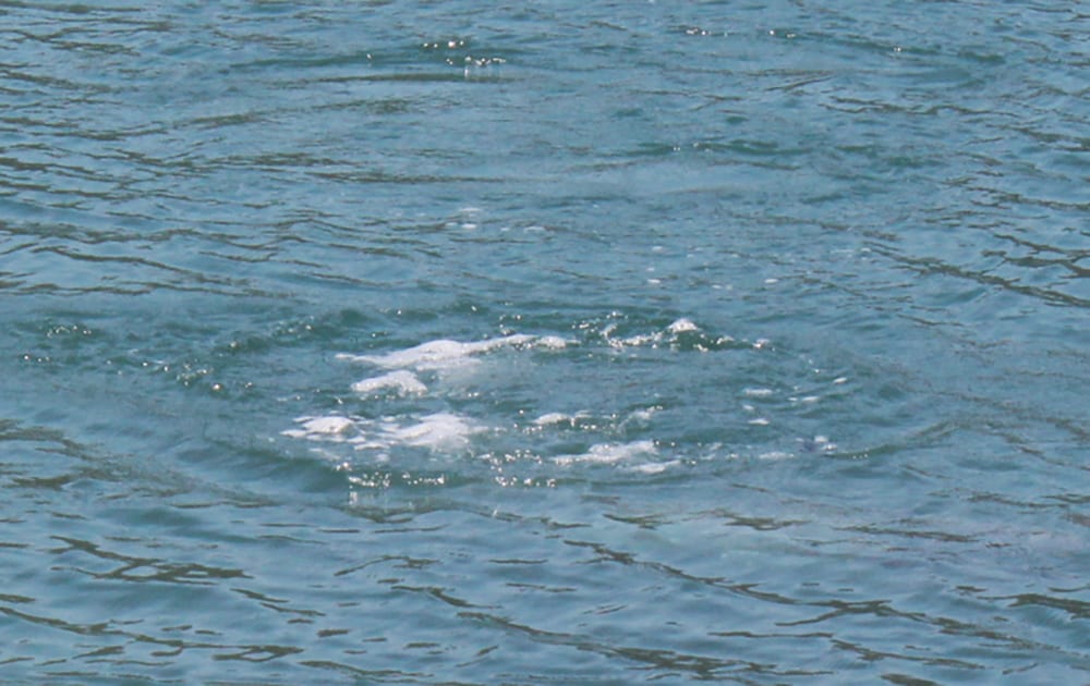 潮目付近の魚は活性が高く、魚食魚のボイル（捕食）が確認できることもある