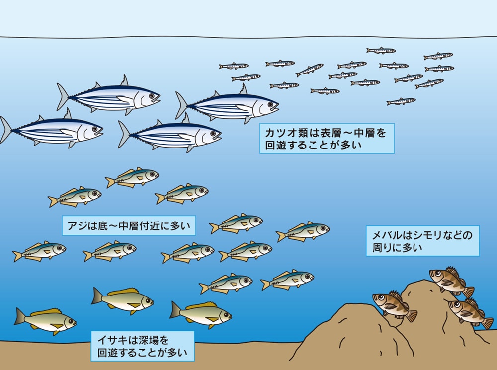 ライトカゴ釣りはさまざまな魚が釣れる。持ち帰らない魚は速やかにリリースしよう。