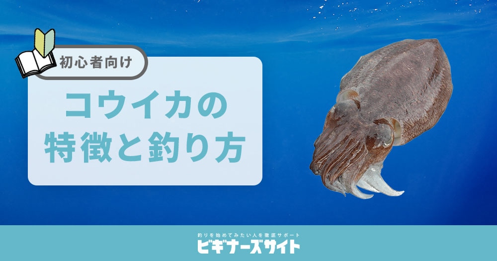 コウイカの釣り方