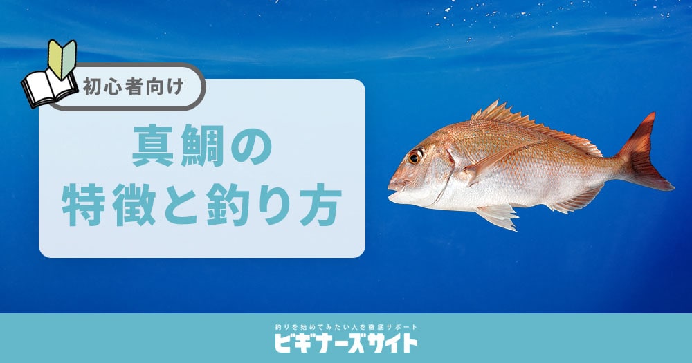 アオリイカの釣り方