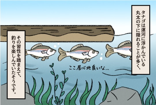 その習性を踏まえて、釣りを楽しんでいたそうです。 タナゴは運河に浮かんでいるマルタの下に隠れることが多く、