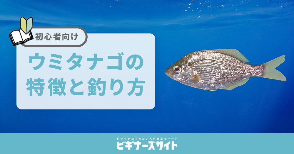 言われています。餌木が開発されたとこれをヒントに