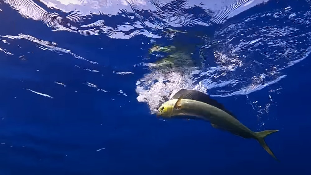 最後はシイラと、多くの魚を手にしてDAY1は終了した。