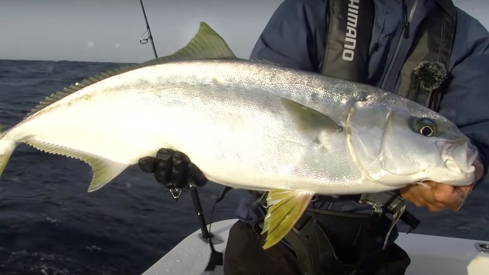 藻の周りにいる遊泳力のあまりない小魚を楽して捕食していた5キロクラスの産卵個体。