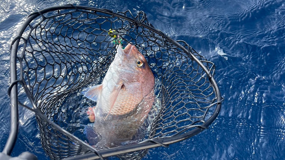 数を重ねつつ、検量する魚を大きいサイズに入れ替えていく展開。