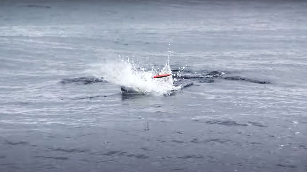 水面を割りフルスロットルを追うヒラマサは、まさにハンターそのものだ。