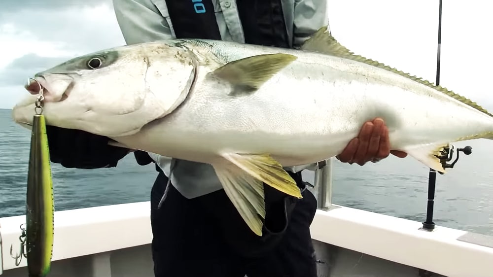 釣り人と魚に無理をさせないのもタックルの大事な役目。13キロのヒラマサを捕獲した。