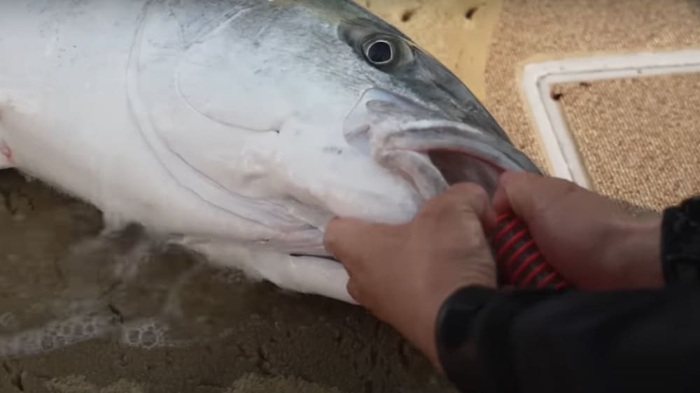 親指でホースに水圧を加えて水をエラから通すようにする。魚へのダメージを極力抑えてリリースするのが理想だ。