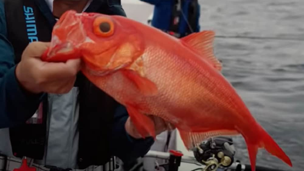 大物が釣れると評判の新島沖。順調に釣れてはいるが、やはり釣りたいのは大型だ。