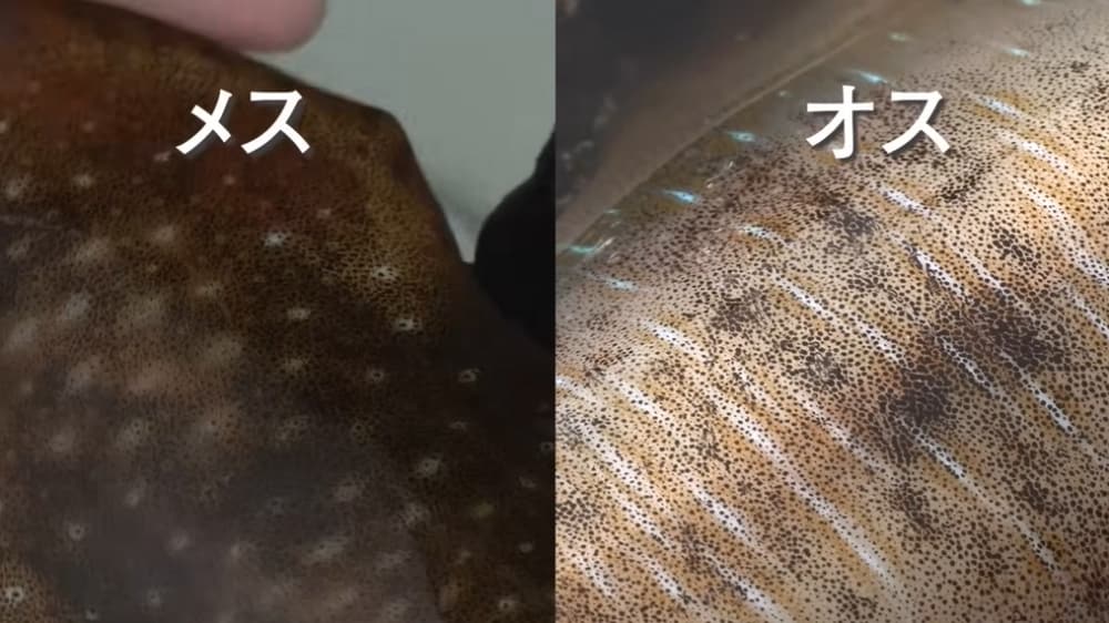 斑紋（体の模様）によってオスかメスかを判別することができる。