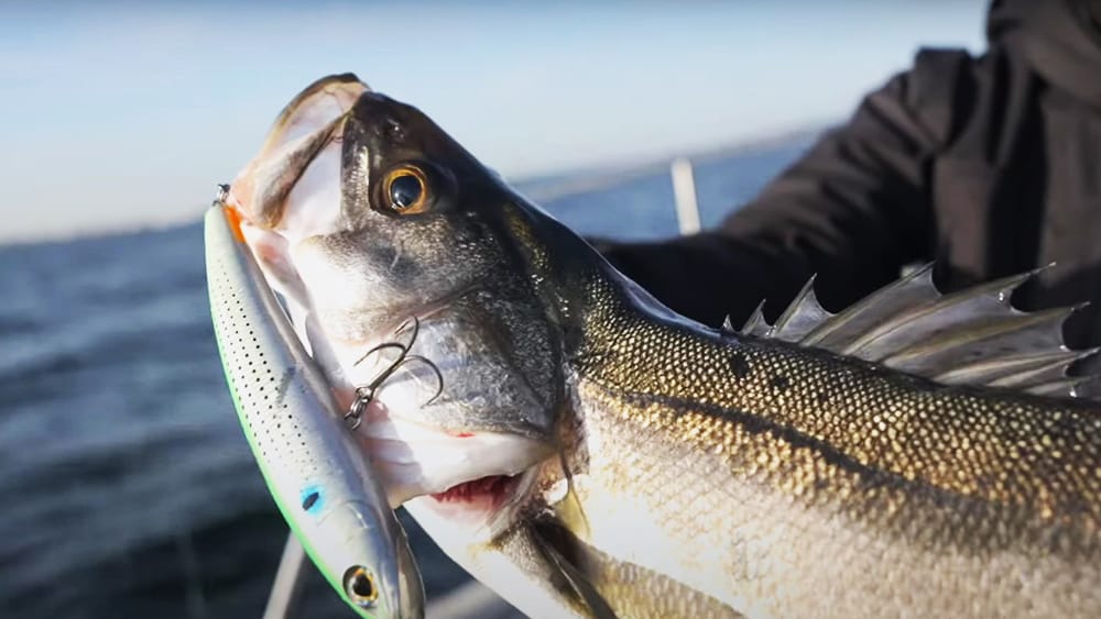 メインになってくるターゲットは、シーバス、チヌ、キビレ、青物、マゴチなど。魚種問わず、その場所で手軽に狙えながらも、真剣に狙っていくと奥が深い魚たちだ。