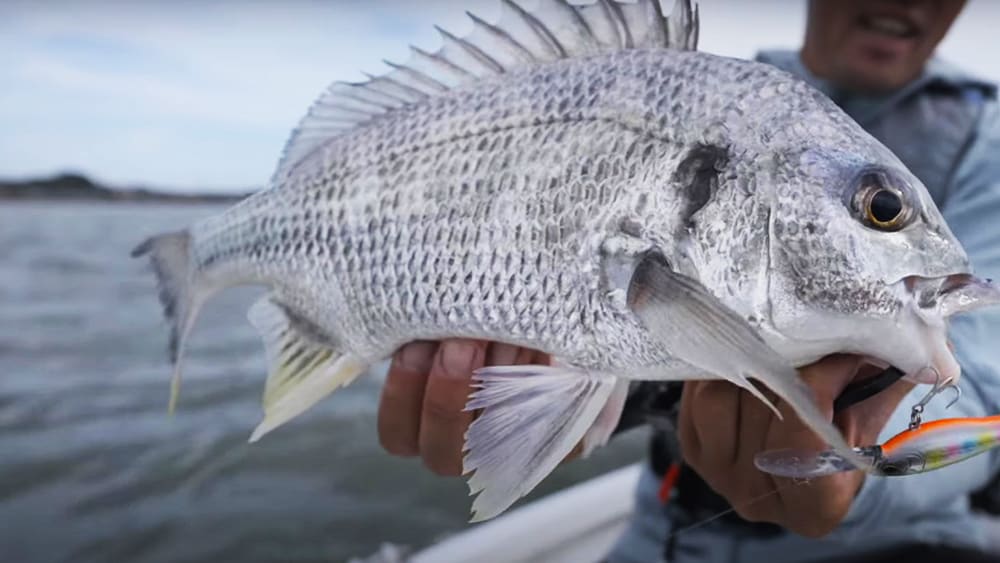 メインになってくるターゲットは、シーバス、チヌ、キビレ、青物、マゴチなど。魚種問わず、その場所で手軽に狙えながらも、真剣に狙っていくと奥が深い魚たちだ。