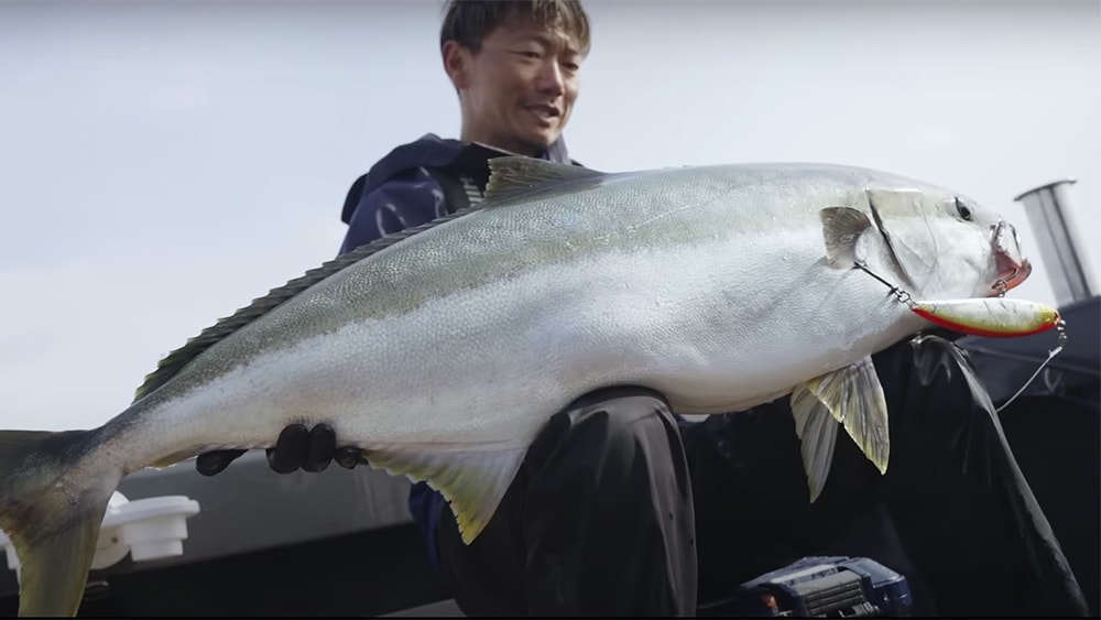 2日目の朝一、太い魚体でグッドコンデションの20㎏のヒラマサを、ダイブフラット240Fでキャッチ。240㎜の大きいルアーを操作し、フラットボディで目立たせて誘うと、水中でルアーを引ったくるように喰ってきた。