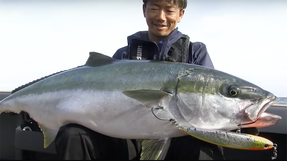 玄界灘ヒラマサを解説！　ダイブフラット240F×田代誠一郎