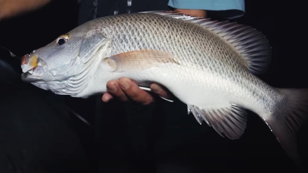 夜釣りではフエダイの仲間が数多く姿をあらわし、高橋さんを楽しませてくれた。