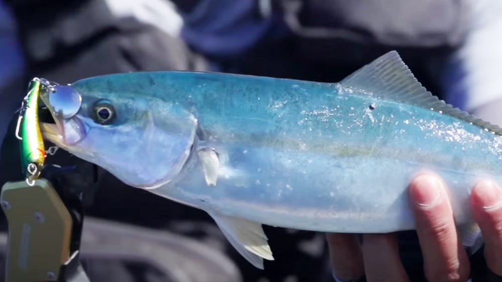 魚が釣れそうな気配があり、ブレードジグをキャストして沈めるとワカシが反応してきた。