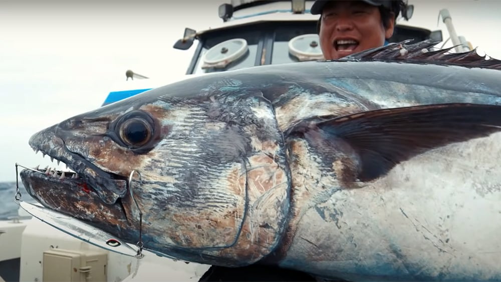 イソマグロの強烈な引きにも余裕で対応。武器になるリールだと実感。