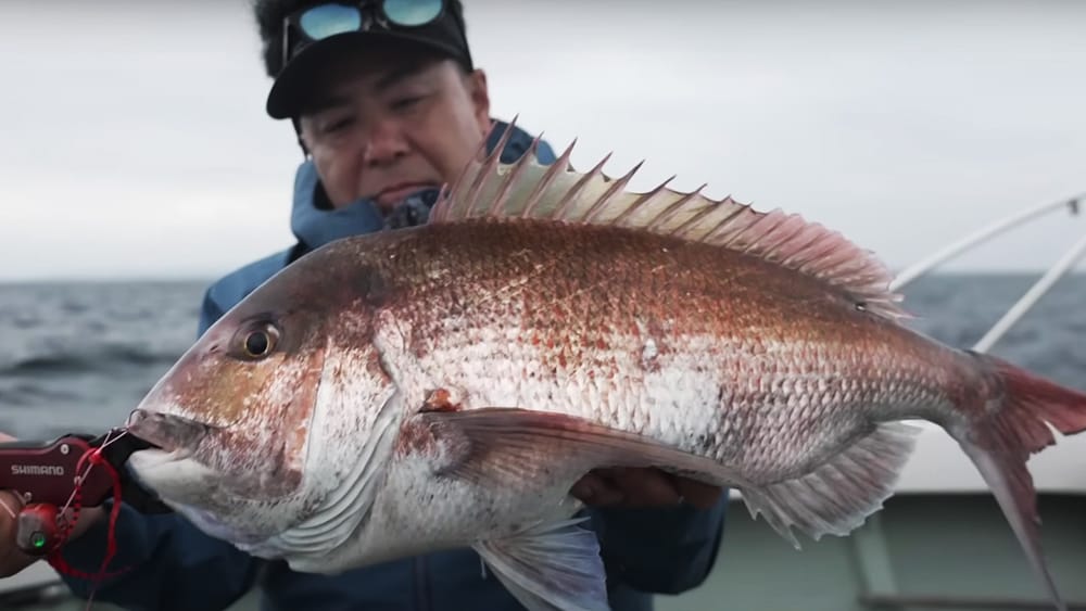 最終的には、ロッドも変えることで2匹のマダイの釣果に結び付いた。どちらも三国らしい良型マダイだった。