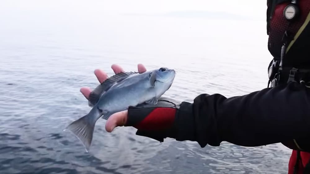 磯替えはしてみたが、小型が釣れる時間が続いた。