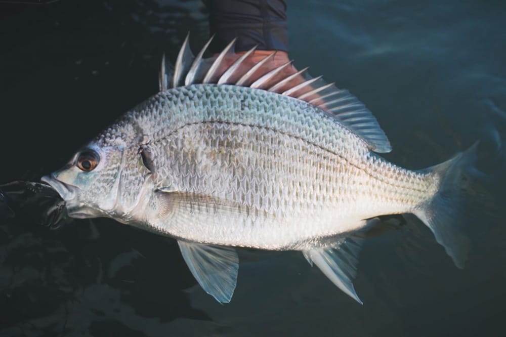 1匹までが長かったと川上さん。ボトムを丁寧に探って見事にキチヌをキャッチしてみせた。