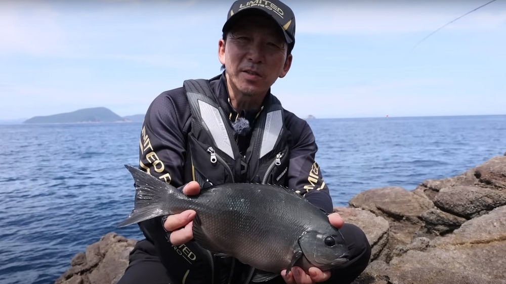 綺麗な魚体の尾長グレ。