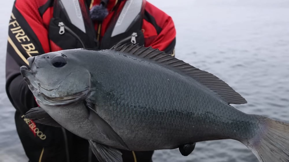 良型をリズムよく釣るというハイドロスコープの特徴が活かされた連発劇だった。