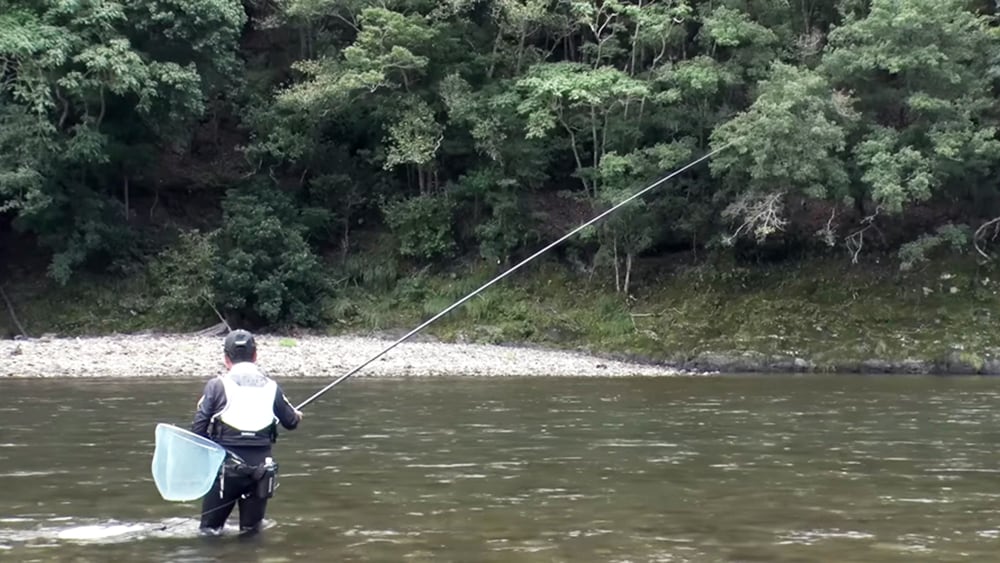 トロ瀬を泳がせ釣りで釣る。張らず緩めずでオトリを泳がせる。