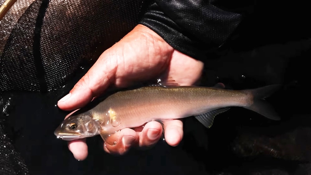 ファーストヒットは20cmくらいのきれいな鮎を背掛かりで。よく走る魚だった。