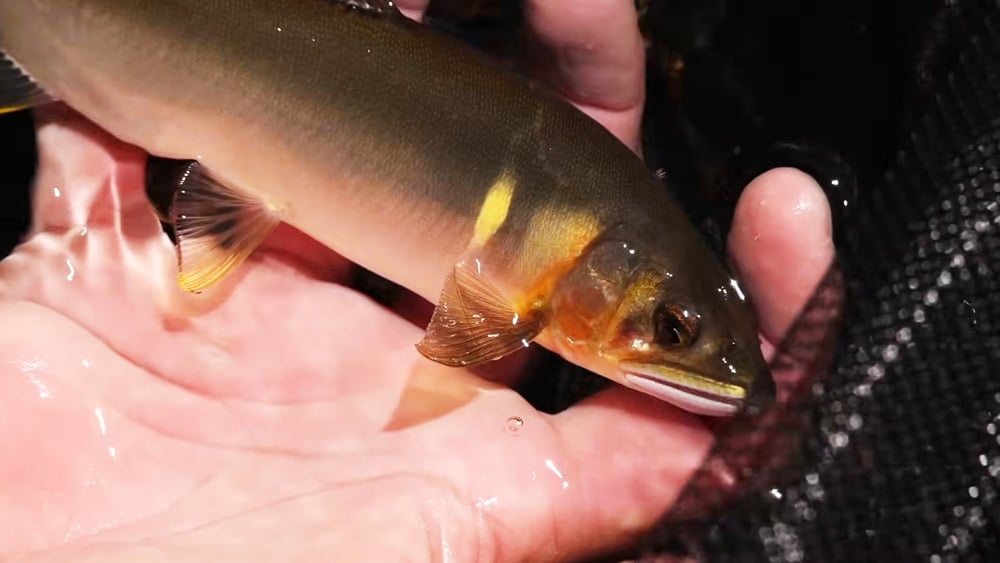 魚のいる場所で掛かる状態をキープすれば掛かる。「よう引くわ、富田の鮎」