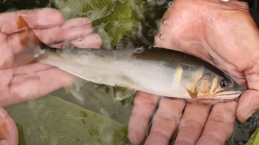 いい背がかりで早速の1匹。渇水で減少した引き釣りのポイントから見事に抜いた。