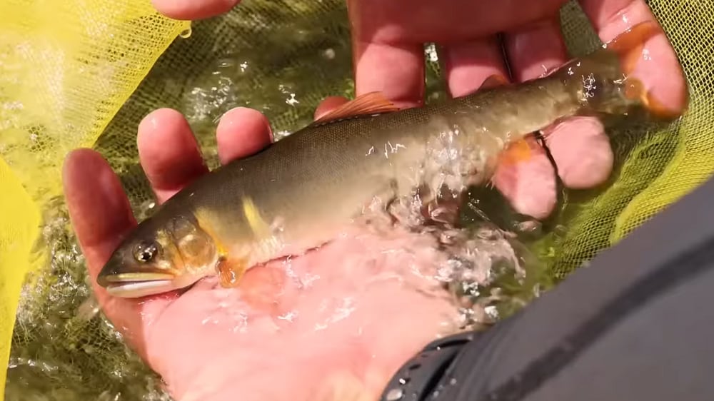 早速キャッチした天然の小型の鮎をオトリに使いサイズアップを狙う。するとすぐに答えが返ってきた。