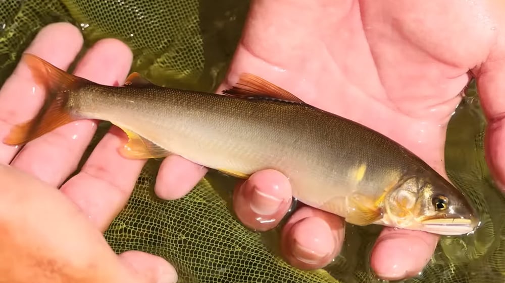 「疲れが吹き飛ぶね、アタリを感じると」。狙い通りの釣果の連続に楽しさを隠せない。