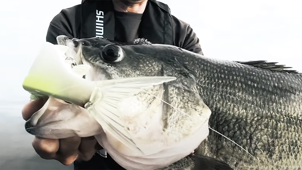 ジャイアントバス、シーバス、怪魚に効き、さらにオフショアビッグゲームでの可能性も秘めるグラヴィテーター220SF。これからの釣果報告が楽しみだ。 ジャイアントバス、シーバス、怪魚に効き、さらにオフショアビッグゲームでの可能性も秘めるグラヴィテーター220SF。これからの釣果報告が楽しみだ。