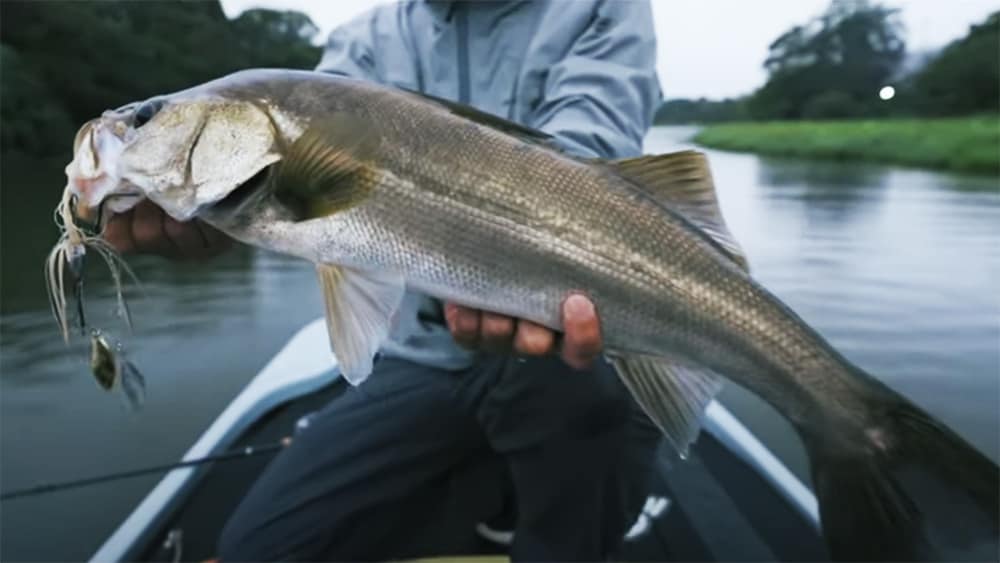 タイダルリバーらしいターゲットのシーバスがヒット。「これも嬉しい1本です」。