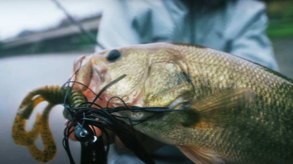 「165MH-LM」を用いてチャターベイトでキャッチ。「きっちり掛かるでしょ、こんな太いフックが」。