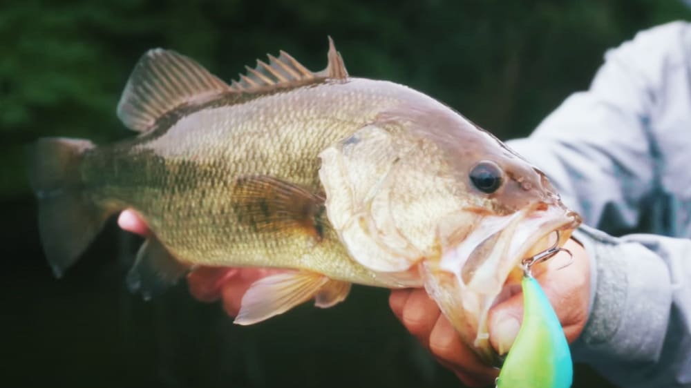 バンタム オリバクランクを結んだ168M-LM/2で、すぐにバイトを得てヒットに持ち込んだ。特定のルアーや用途に縛られることなく、幅広いシチュエーションに対応できるこのモデルは、まさに“1本で何でもこなせる”万能型だ。