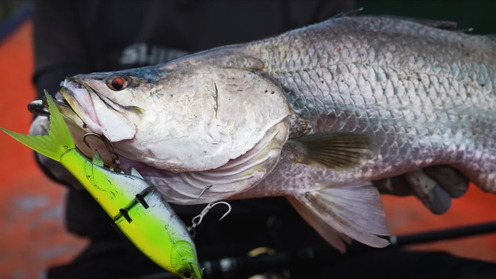 ビッグベイトにヒットしたバラマンディ。