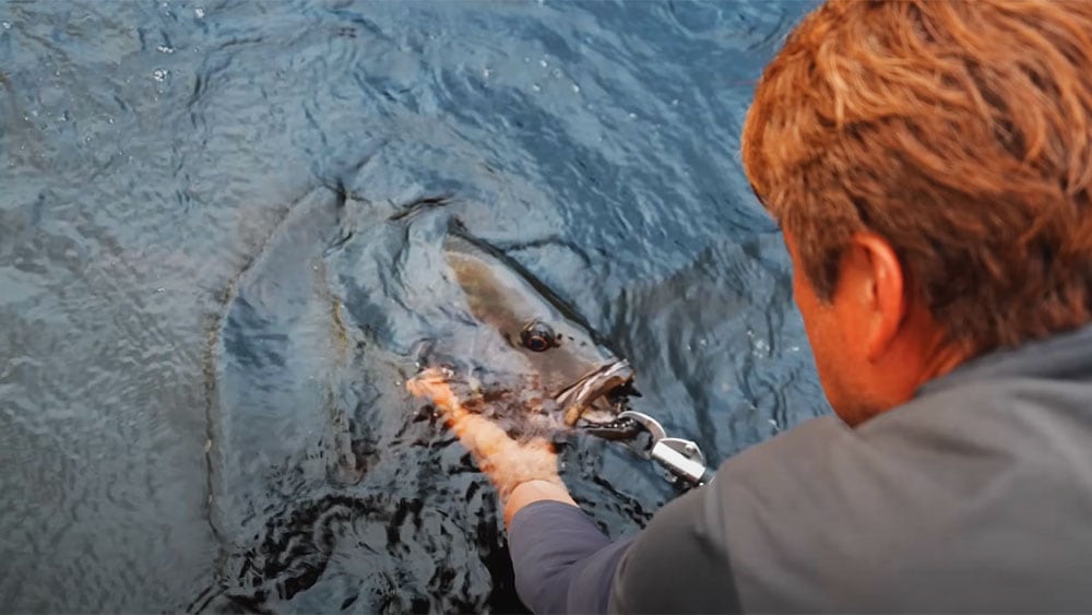 楽しませてくれたパプアンブラックバスをリリース。