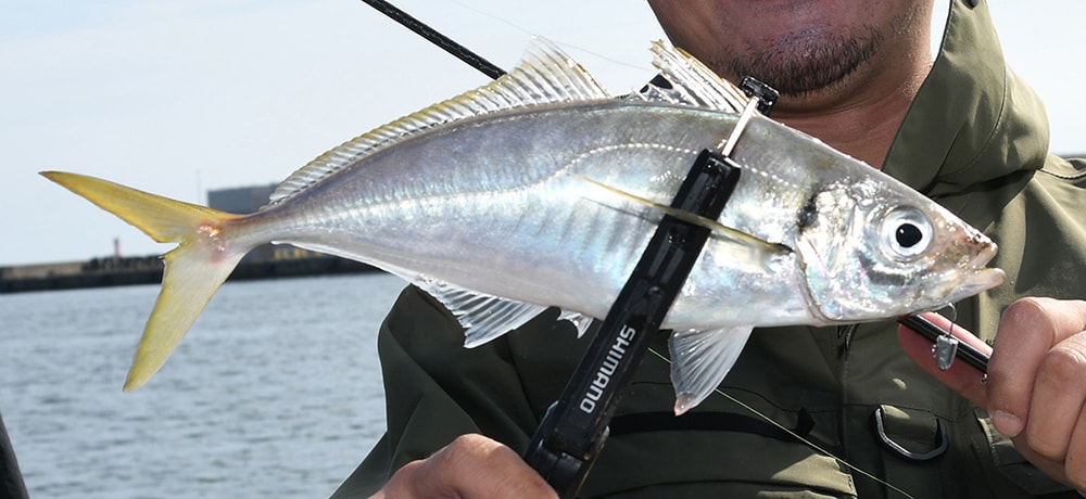 30㎝を優に超えるグッドサイズがターゲット 30㎝を優に超えるグッドサイズがターゲット