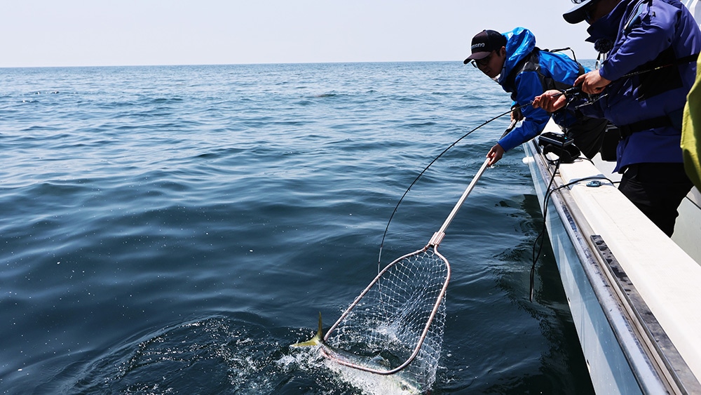 10kgクラスのブリ。不意にかかるゲストにもフォースマスター300はしっかり対応。