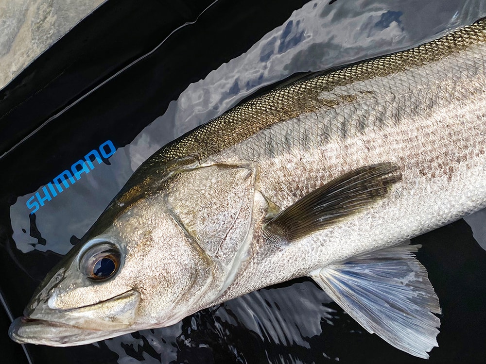命を守り自然に返すために フィッシュプールに入れて魚を撮影しよう