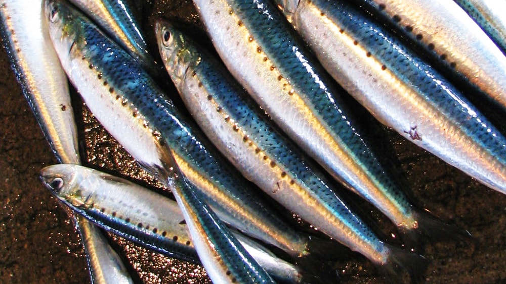 イワシの回遊が多いのも広島沖の特徴のひとつ。イワシに着いたマダイを狙うのも面白い。