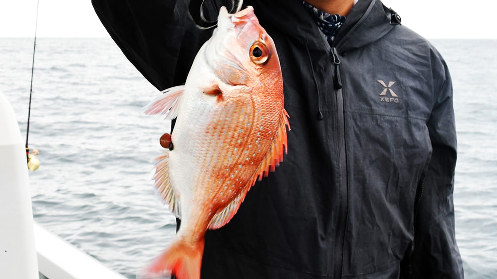 秋は底モノを捕食することが多く、赤味の強いマダイが釣れることがある。